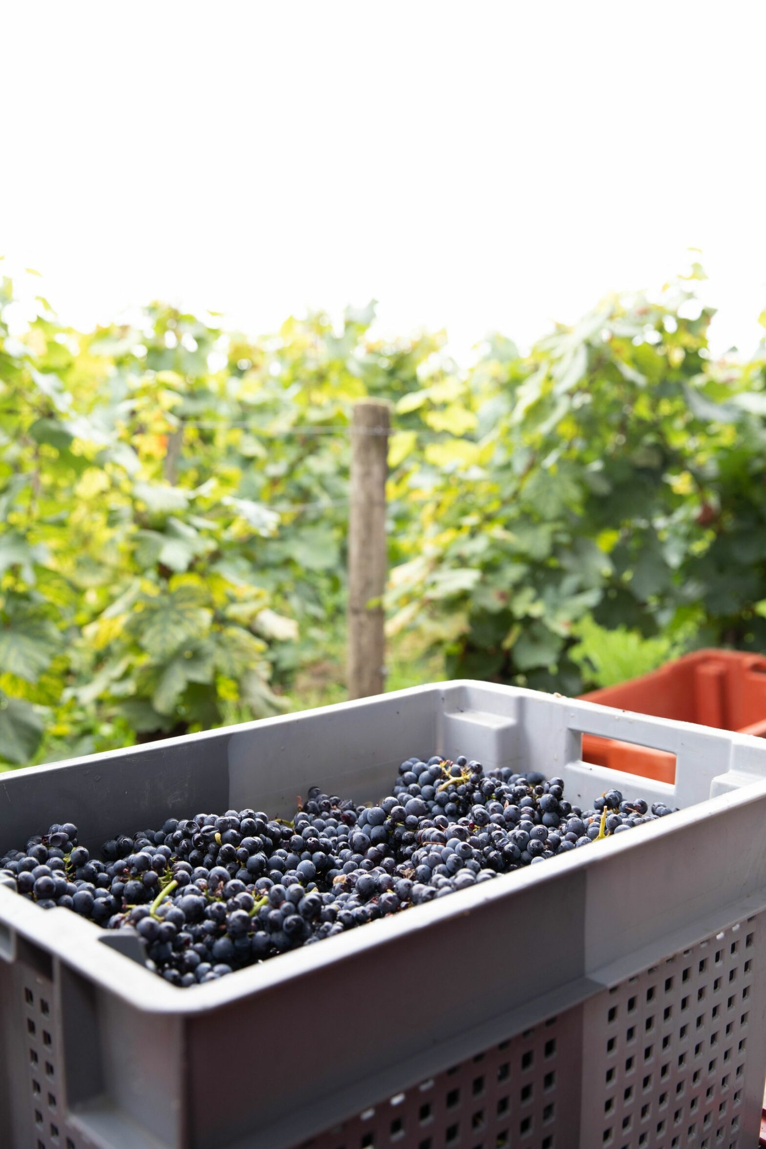 Allen Medows’ Burghound’s 2022-2021 Reviews