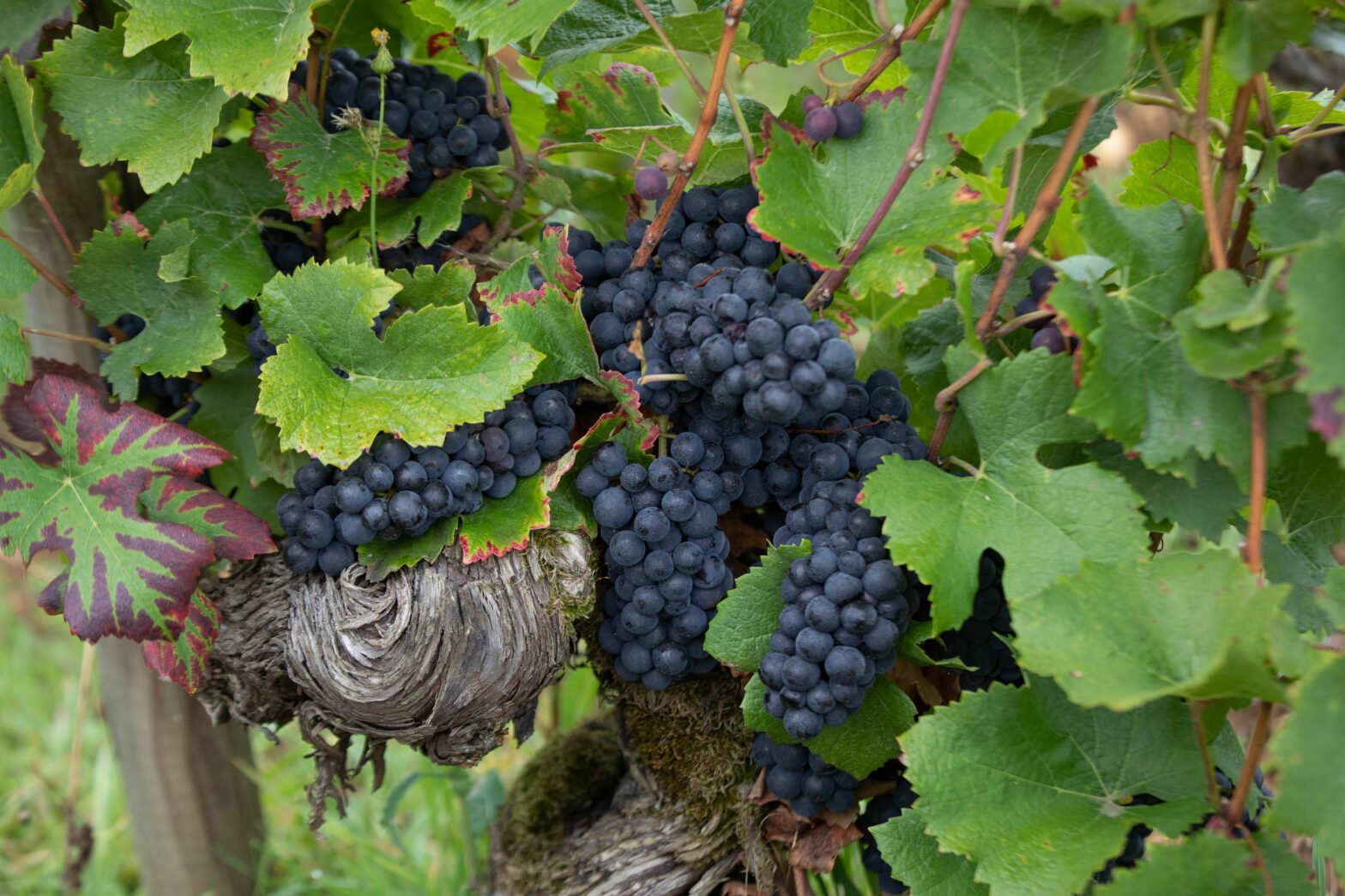 Allen Medows’ Burghound’s 2023-2024 Reviews